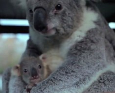 Este pueblo vive bajo tierra en el desierto australiano. ¡No podía