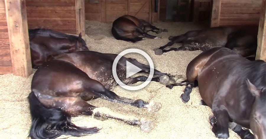 Encuentra 7 caballos durmiendo en un granero minúsculo. Ahora mira