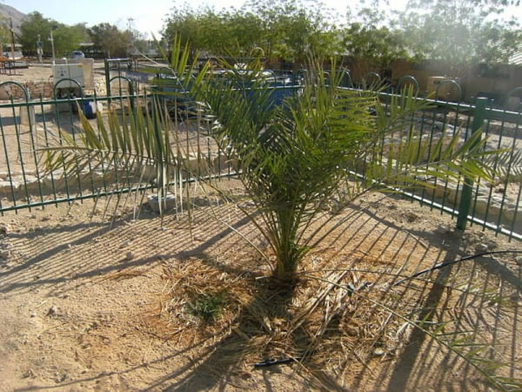 La ciencia está aturdida al ver crecer un árbol bíblico extinto de unas semillas de 2.000 años