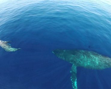 Drone Captura Algo Raro E Inusual Que Sucede En El Océano. No Te Lo Creerás