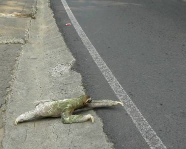 Emotivo Vídeo Donde Un Hombre Ayuda A Un Perezoso A Cruzar Una Calle