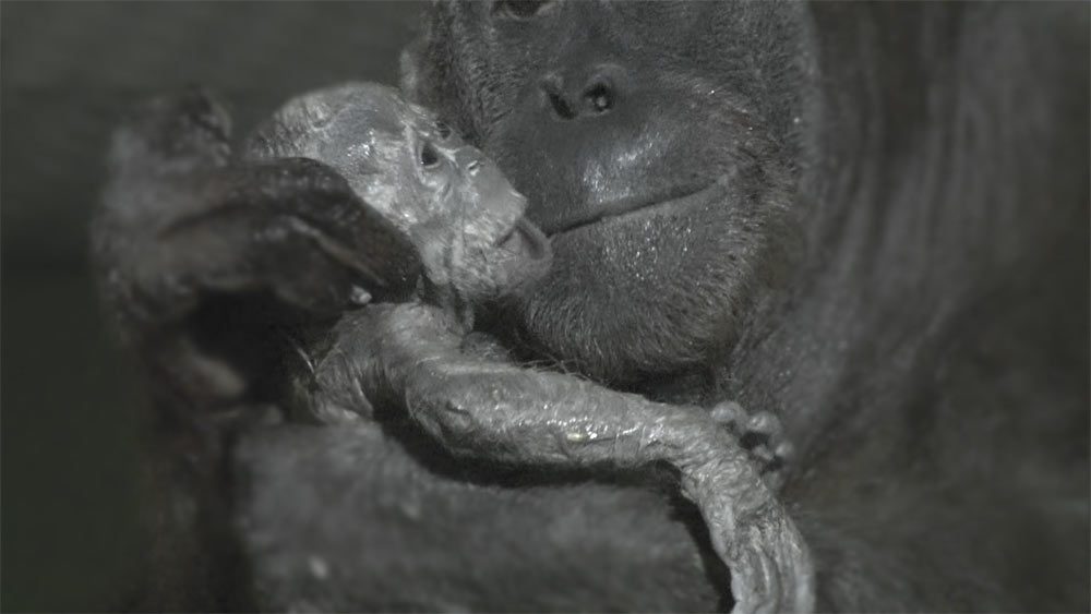 Cámaras Capturan un Vídeo Muy Raro Del Nacimiento De Un Orangután