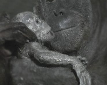 Cámaras Capturan un Vídeo Muy Raro Del Nacimiento De Un Orangután 1 Cámaras Capturan un Vídeo Muy Raro Del Nacimiento De Un Orangután