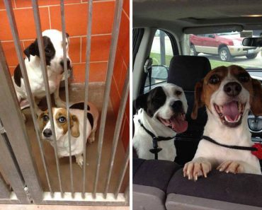 Estas 18 Fotos Del Antes Y Después De Perros Adoptados Le Llegarán Al Corazón. ¡La #5 Te Impactará! 3