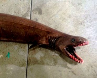 Raro Y Terrorífico Tiburón-Anguila Capturado En Australia. Su Aspecto Te Producirá Pesadillas 6 Raro Y Terrorífico Tiburón-Anguila Capturado En Australia. Su Aspecto Te Producirá Pesadillas 2