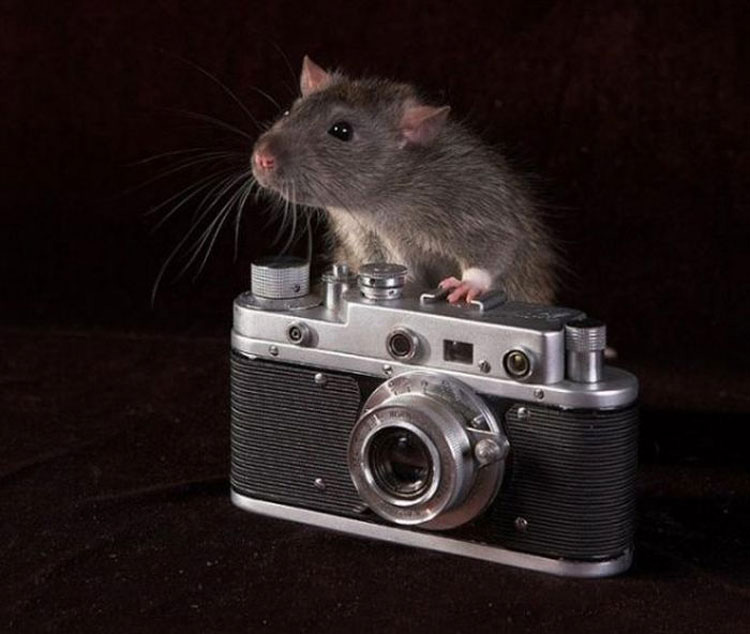17 Animales Que Probablemente Son Mejores Fotógrafos Que Tú