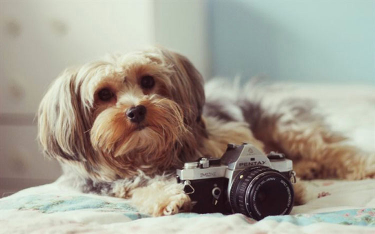 17 Animales Que Probablemente Son Mejores Fotógrafos Que Tú