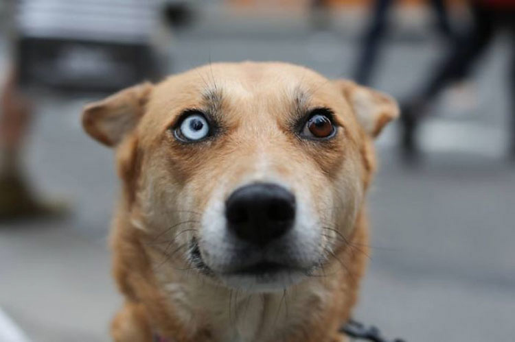 25 Animales Inusuales y Sorprendentes Con Ojos De Diferente Color Que Derretirán Su Corazón