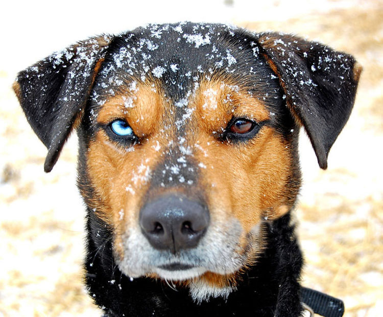 25 Animales Inusuales y Sorprendentes Con Ojos De Diferente Color Que Derretirán Su Corazón