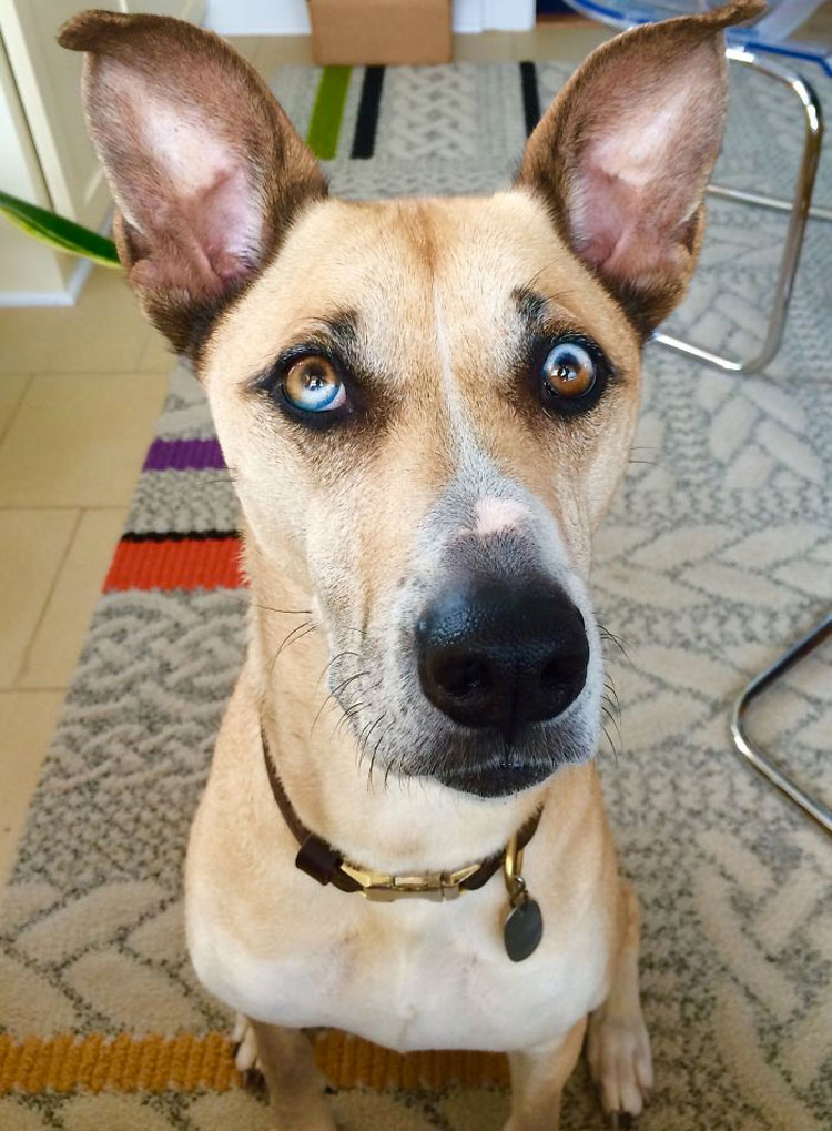 25 Animales Inusuales y Sorprendentes Con Ojos De Diferente Color Que Derretirán Su Corazón