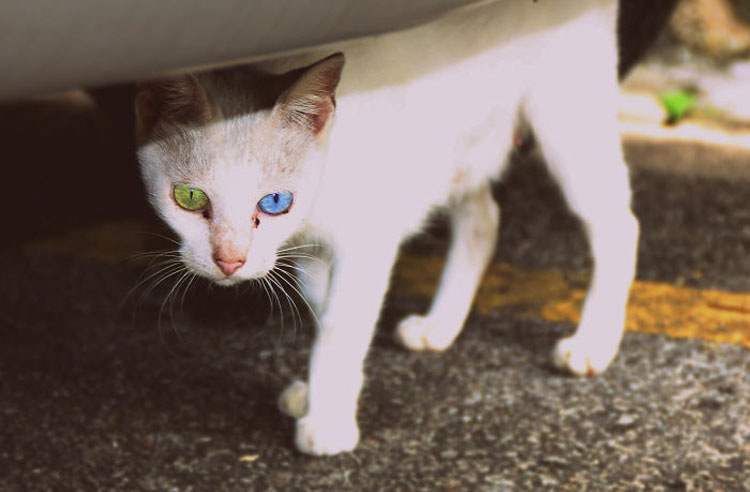 25 Animales Inusuales y Sorprendentes Con Ojos De Diferente Color Que Derretirán Su Corazón