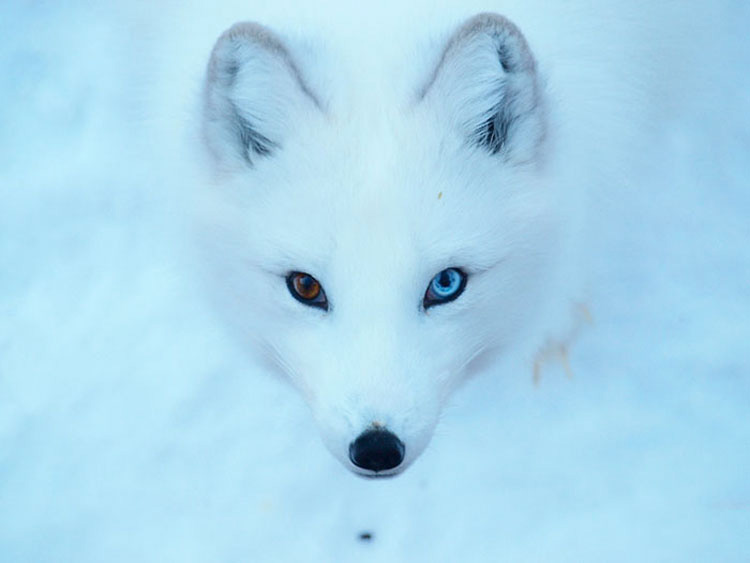 25 Animales Inusuales y Sorprendentes Con Ojos De Diferente Color Que Derretirán Su Corazón