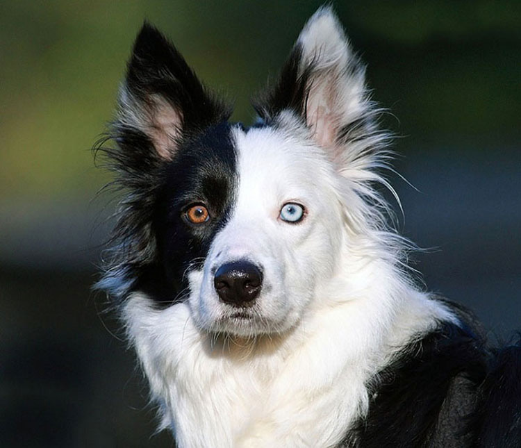 25 Animales Inusuales y Sorprendentes Con Ojos De Diferente Color Que Derretirán Su Corazón