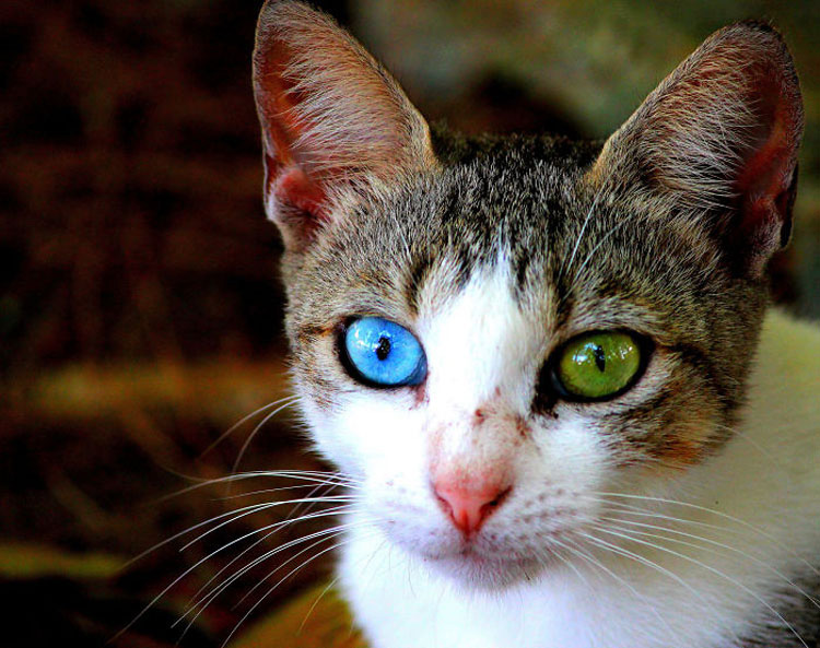 25 Animales Inusuales y Sorprendentes Con Ojos De Diferente Color Que Derretirán Su Corazón