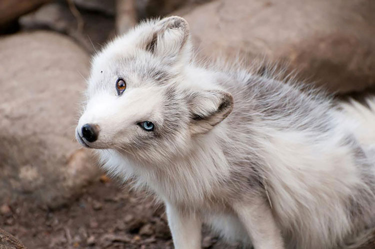 25 Animales Inusuales y Sorprendentes Con Ojos De Diferente Color Que Derretirán Su Corazón