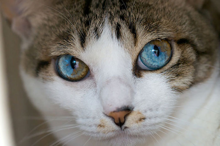 25 Animales Inusuales y Sorprendentes Con Ojos De Diferente Color Que Derretirán Su Corazón