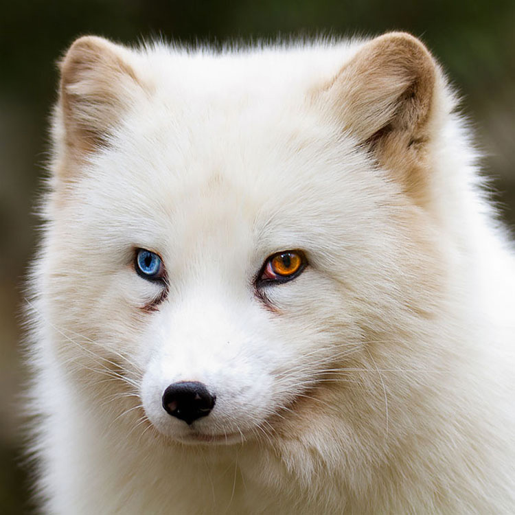 25 Animales Inusuales y Sorprendentes Con Ojos De Diferente Color Que Derretirán Su Corazón