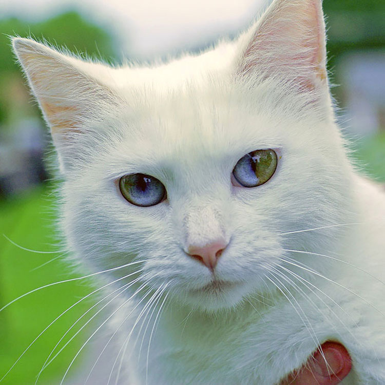 25 Animales Inusuales y Sorprendentes Con Ojos De Diferente Color Que Derretirán Su Corazón