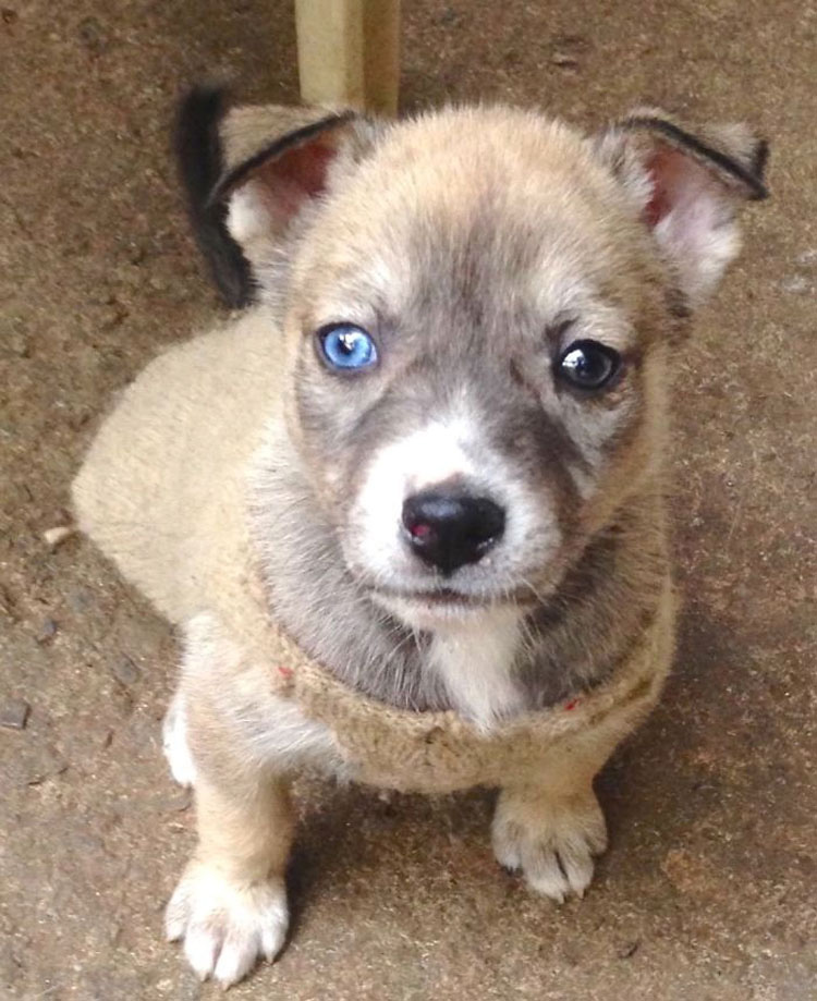 25 Animales Inusuales y Sorprendentes Con Ojos De Diferente Color Que Derretirán Su Corazón