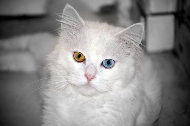 25 Animales Inusuales y Sorprendentes Con Ojos De Diferente Color Que Derretirán Su Corazón