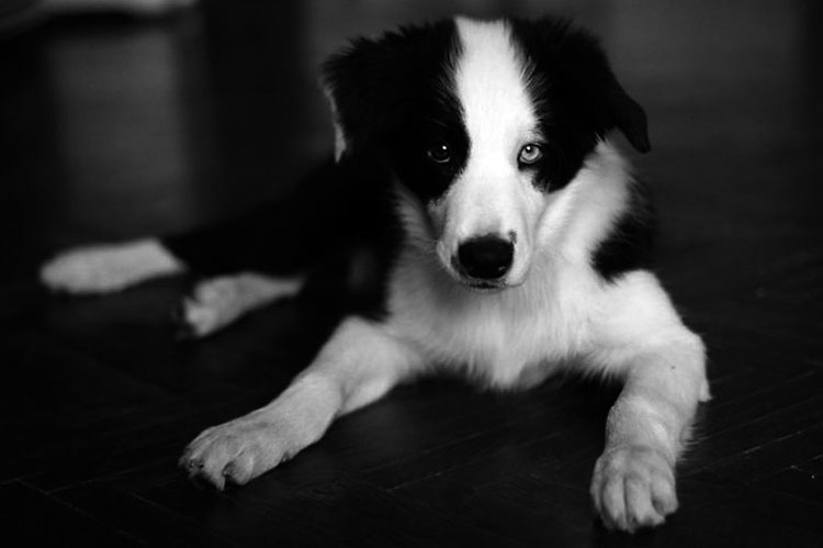 25 Animales Inusuales y Sorprendentes Con Ojos De Diferente Color Que Derretirán Su Corazón