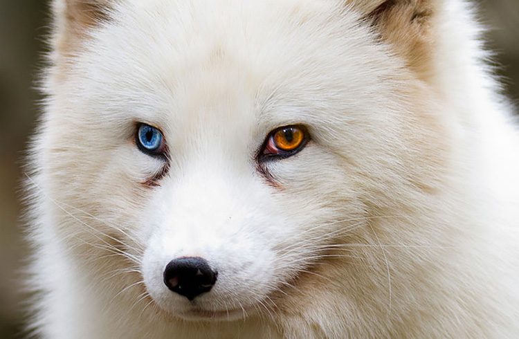 25 Animales Inusuales y Sorprendentes Con Ojos De Diferente Color Que Derretirán Su Corazón