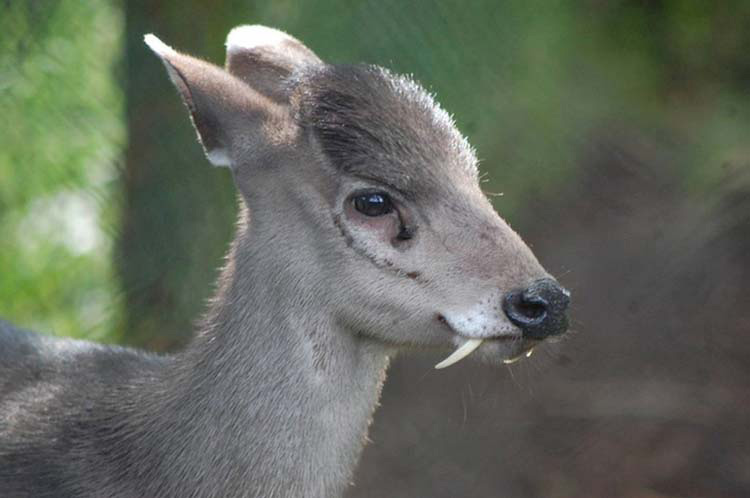 13 Animales Sorprendentes Que No Sabías Que Existían. Atención Al #6