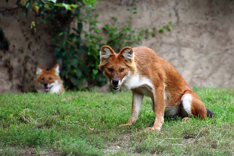 13 Animales Sorprendentes Que No Sabías Que Existían. Atención Al #6