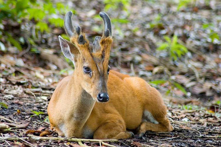 13 Animales Sorprendentes Que No Sabías Que Existían. Atención Al #6