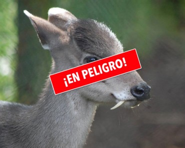 13 Animales sorprendentes que no sabías que existían. Atención al #6 6 13 Animales Sorprendentes Que No Sabías Que Existían. Atención Al #6
