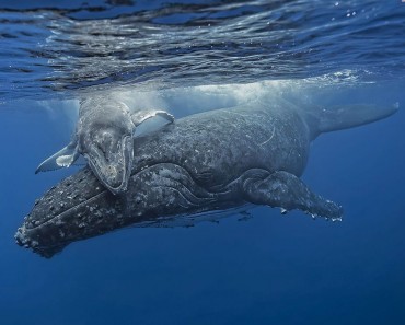 Fotografía Del Día: Ballena Jorobada Y Su Cría 1 Fotografía Del Día: Ballena Y Su Cría