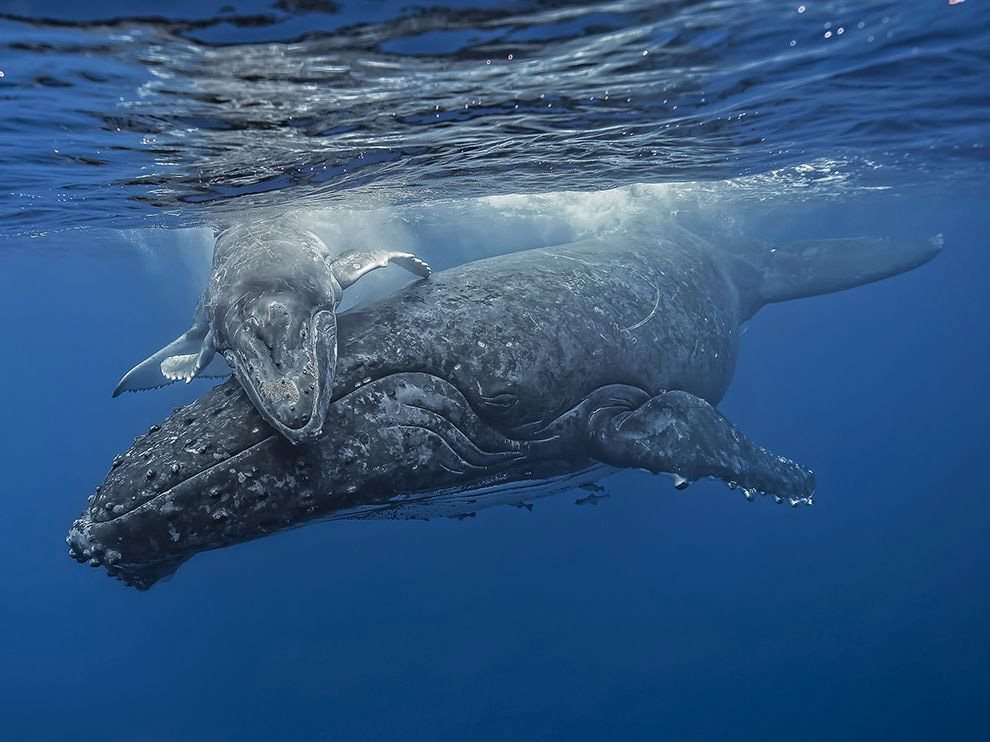 Fotografía Del Día: Ballena Jorobada Y Su Cría 1