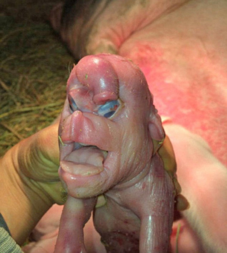 Nace Un Cerdo Con Terribles Deformidades. Su Cara Parece Humana