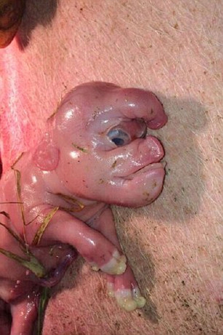 Nace Un Cerdo Con Terribles Deformidades. Su Cara Parece Humana