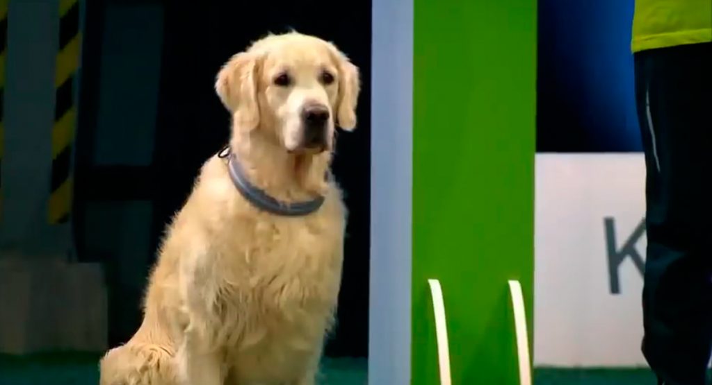 Este Golden Retriever falla en un concurso de obediencia para perros. ¡Pero es tan divertido!