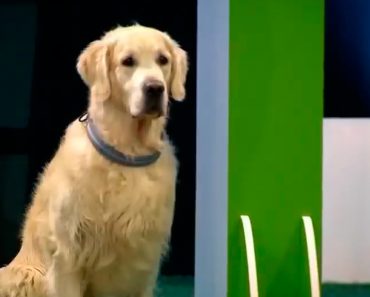 Este Golden Retriever falla en un concurso de obediencia para perros. ¡Pero es tan divertido!