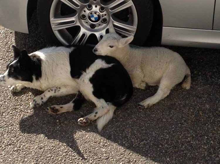 La Historia Del Cordero Que Se Creía Perro Que Te Hará Sonreír Todo El Día