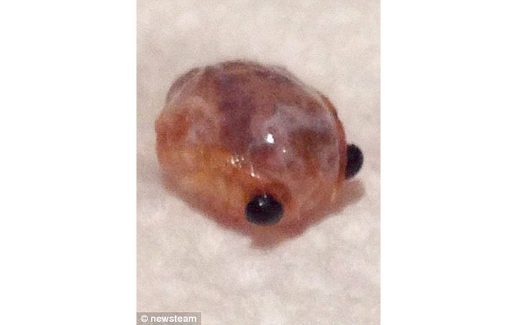 Una Mujer Encontró Esta "Extraña Criatura" Mirándola Cuando Abrió Una Lata De Atún