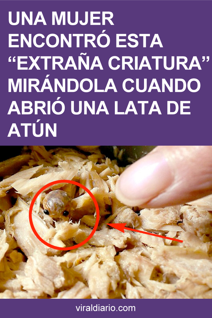 Una mujer encontró esta "extraña criatura" mirándola cuando abrió una lata de atún