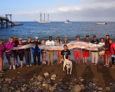 10 horribles (y reales) criaturas marinas que la gente ha descubierto y que le darán escalofríos 4