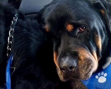 Desgarradora Muestra De Dolor De Un Perro Por La Muerte De Su Hermano 1