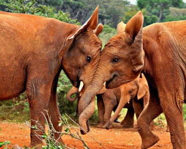 Fotografía Del Día: Elefantes Jugando
