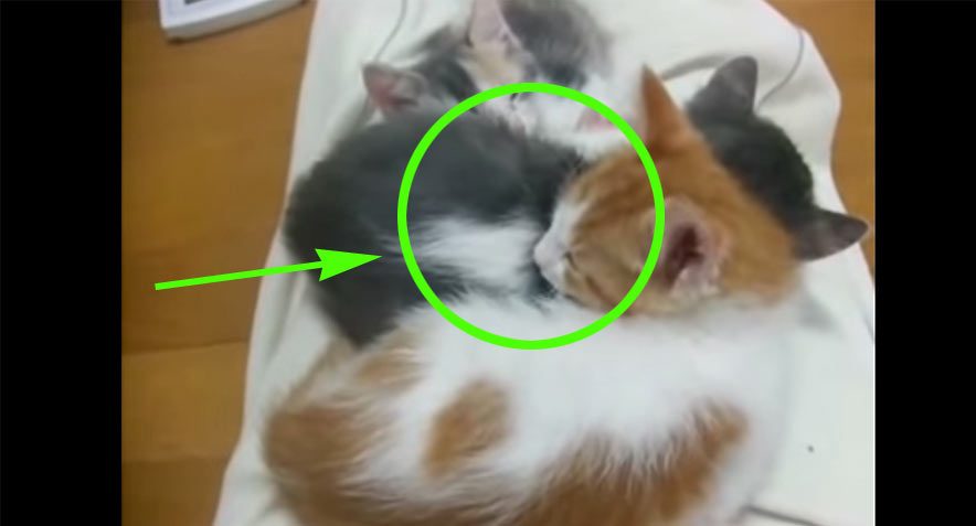 Estos Gatitos Durmiendo Inspiran Mucha Ternura, Pero La Sorpresa Que Ocultan Es Aún Mejor 1 Estos Gatitos Durmiendo Inspiran Mucha Ternura, Pero La Sorpresa Que Ocultan Es Aún Mejor