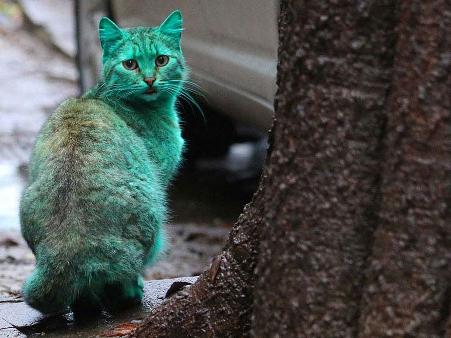 Descubre El Extraño Caso Del Gato Callejero Verde