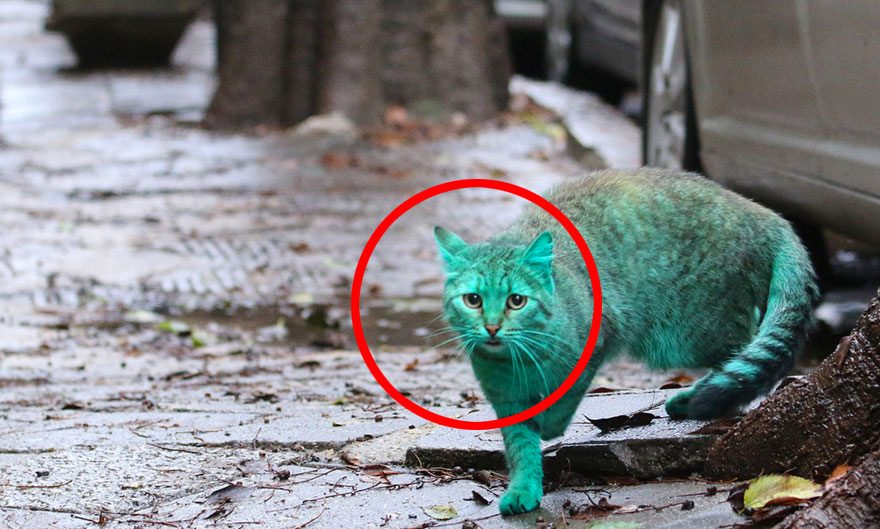 Descubre El Extraño Caso Del Gato Callejero Verde