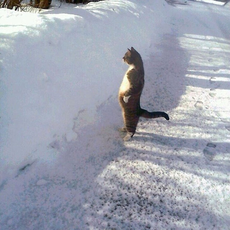 15 Gatos Que Prefieren Estar De Pie. La Foto #13 Es Increíblemente Humana