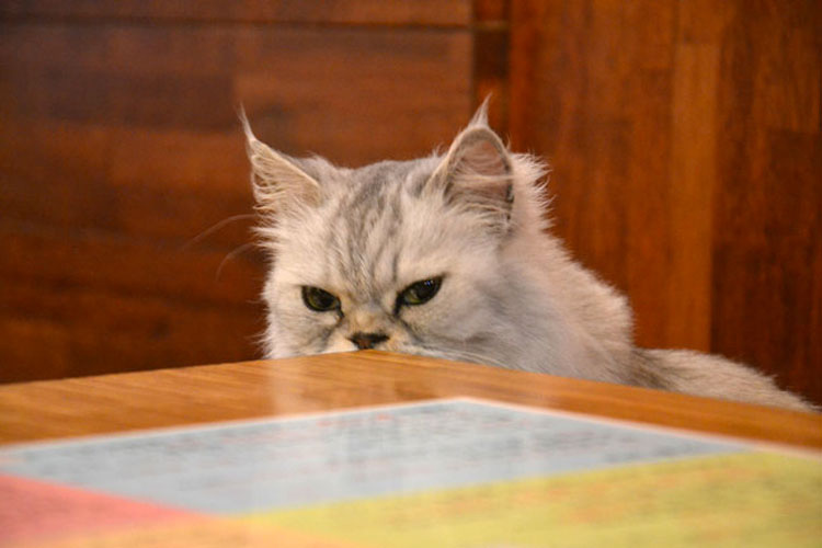 30 Señales De Que Su Gato Está Planeando Matarle