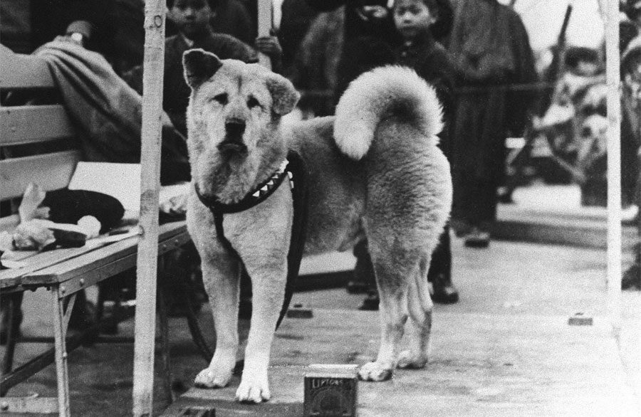 Absolutamente Conmovedor. El Legendario Perro Hachiko Se Reune Para Siempre Con Su Dueño 6 Absolutamente Conmovedor. El Legendario Perro Hachiko Se Reune Para Siempre Con Su Dueño 1