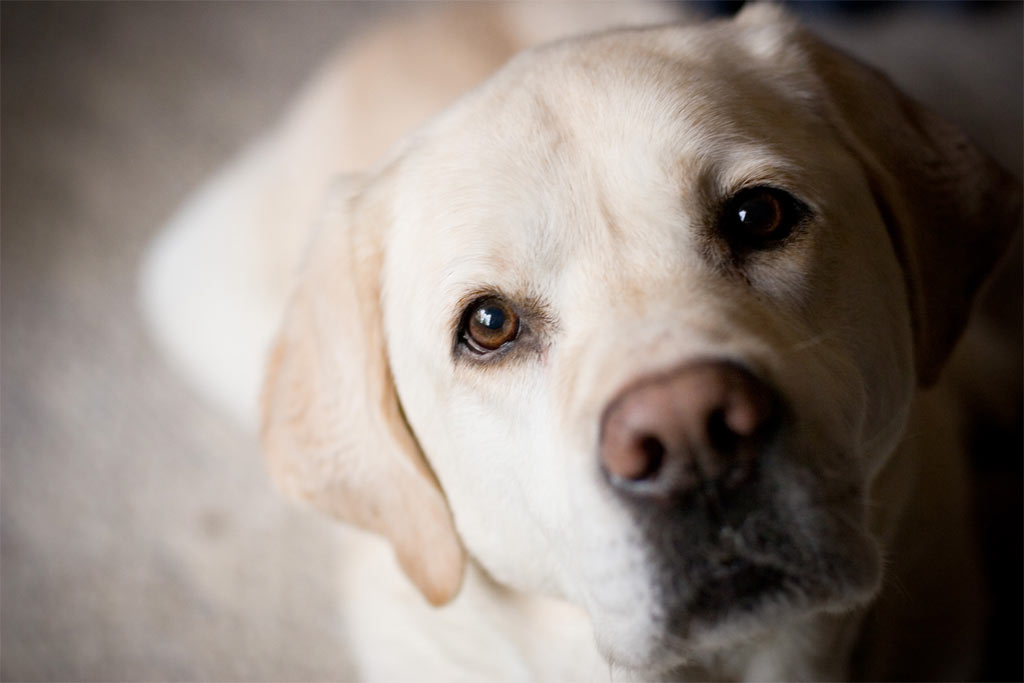 Estudios Demuestran Que Los Perros Saben Si Tienes Cáncer