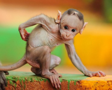 Fotografía Del Día: Macaco bebé 4 Fotografía Del Día: Macaco bebé